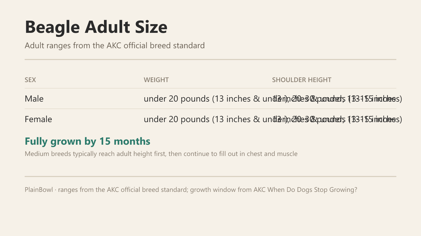 Beagle adult size and growth chart — male and female weight and shoulder-height ranges plus when this breed is fully grown